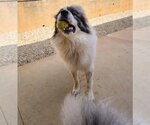 Small #4 Great Pyrenees Mix