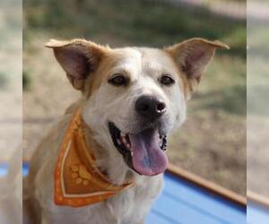Labrador Retriever-Unknown Mix Dogs for adoption in San Antonio, TX, USA