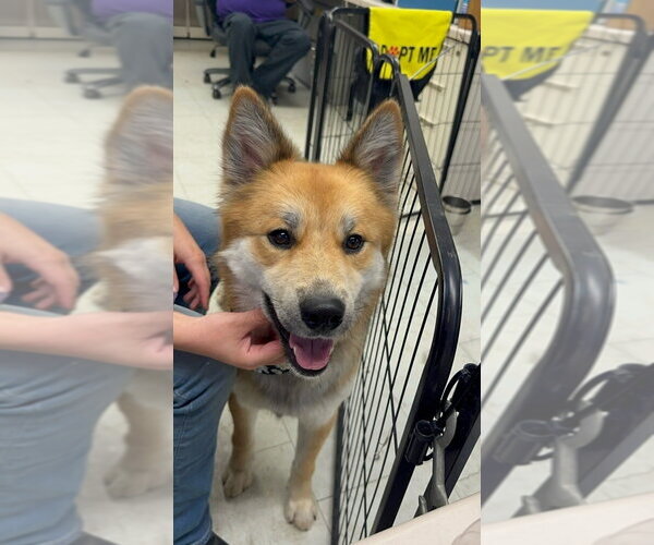 Medium Photo #1 German Shepherd Dog-Unknown Mix Puppy For Sale in Cupertino, CA, USA