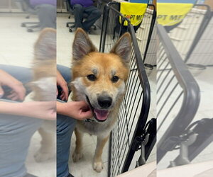 German Shepherd Dog-Unknown Mix Dogs for adoption in Cupertino, CA, USA