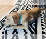 Small #3 Golden Retriever Mix