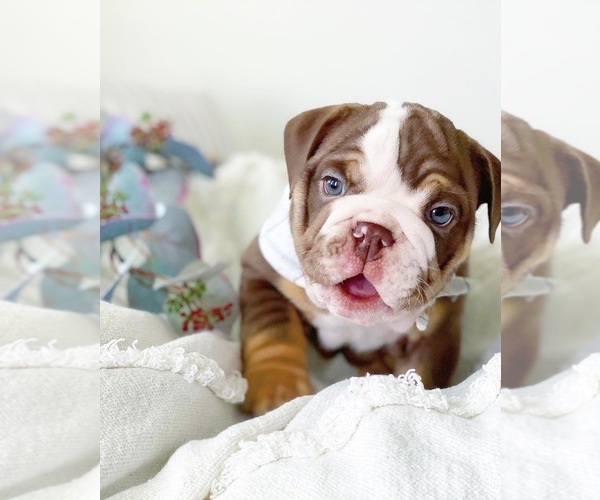 Medium Photo #18 English Bulldog Puppy For Sale in CORONA, CA, USA