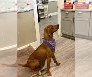 Mutt Dogs for adoption in Emmett, ID, USA