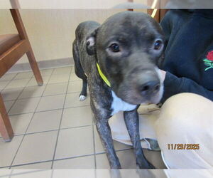 American Pit Bull Terrier Dogs for adoption in Ocala, FL, USA