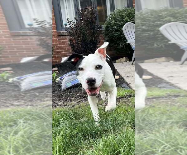 Medium Photo #1 Mutt Puppy For Sale in Springdale, PA, USA