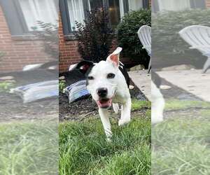 Mutt Dogs for adoption in Springdale, PA, USA