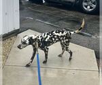 Small #2 Dalmatian