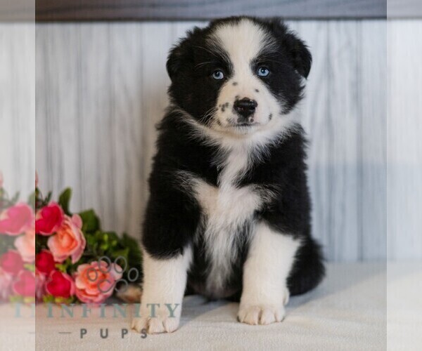 Medium Photo #3 Miniature Australian Shepherd Puppy For Sale in REBERSBURG, PA, USA