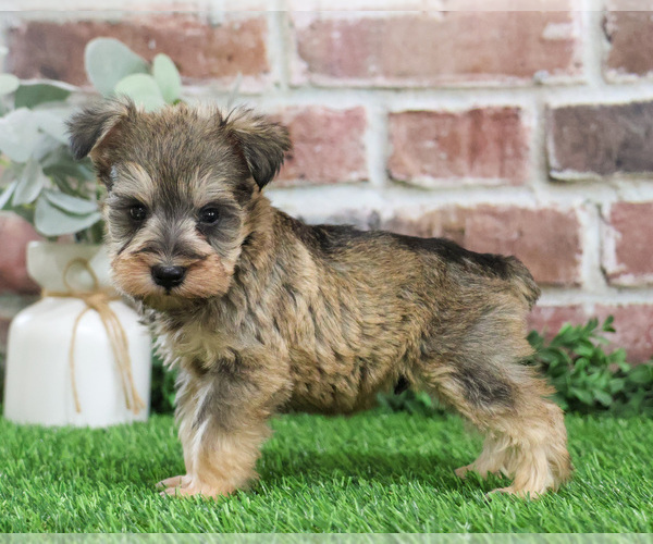 Medium Photo #13 Schnauzer (Miniature) Puppy For Sale in SYRACUSE, IN, USA