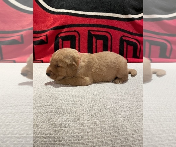 Medium Photo #1 Golden Retriever Puppy For Sale in BISHOP, GA, USA