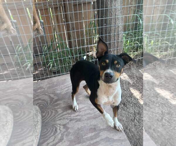 Medium Photo #3 Mutt Puppy For Sale in Shillington, PA, USA