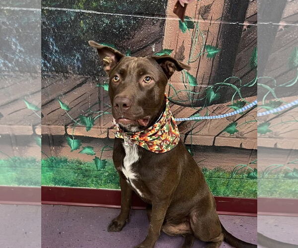 Medium Photo #3 Labrador Retriever-Unknown Mix Puppy For Sale in Euless, TX, USA