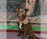 Small #2 Labrador Retriever Mix