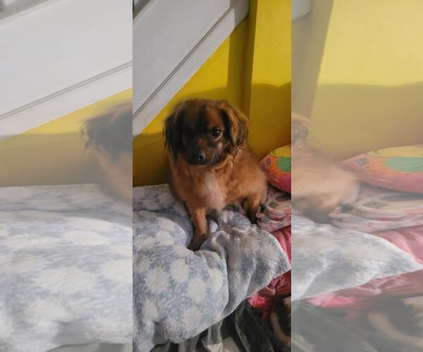 Medium Photo #9 Colonial Cocker Spaniel-Unknown Mix Puppy For Sale in Doylestown, PA, USA