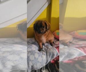 Jack jr. - Male Colonial Cocker Spaniel-Unknown Mix Dog for Adoption - Photo #9