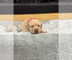 Puppy Pink Labrador Retriever