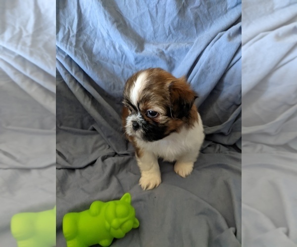 Medium Photo #2 Shih Tzu Puppy For Sale in WASHBURN, MO, USA