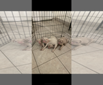 Small #3 Pug