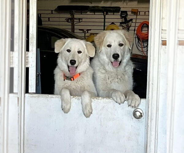 Medium Photo #4 Great Pyrenees Puppy For Sale in Spring, TX, USA
