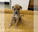 Small Photo #6 Doberman Pinscher-Greyhound Mix Puppy For Sale in CANAL WINCHESTER, OH, USA