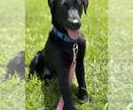 Small #1 Mutt