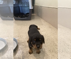 Rottweiler Puppy for sale in SHERWOOD, OR, USA