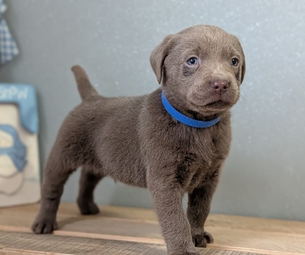 Medium Photo #4 Labrador Retriever Puppy For Sale in GOSHEN, IN, USA