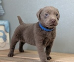 Small #3 Labrador Retriever
