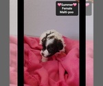 Small #1 Maltipoo (Toy)