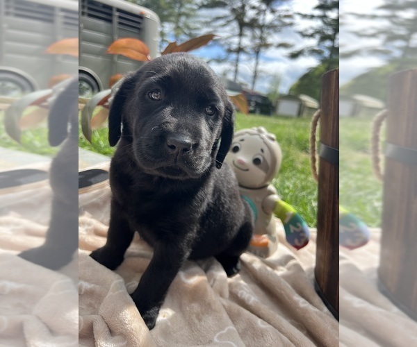 Medium Photo #3 Labrador Retriever Puppy For Sale in NEOLA, WV, USA