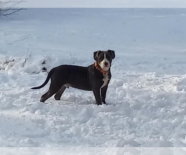 Medium Photo #1 American Pit Bull Terrier Puppy For Sale in DELAWARE, OH, USA