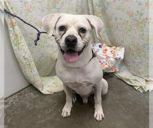 Boxador Dogs for adoption in Rosenberg, TX, USA
