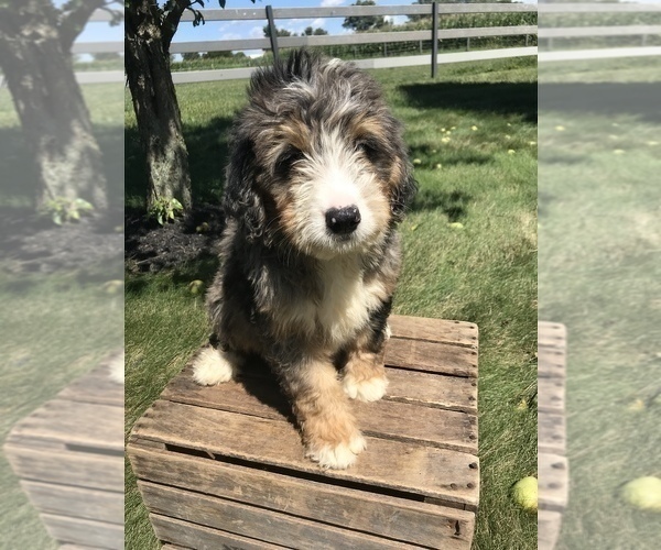 Medium Photo #1 Bernedoodle (Miniature) Puppy For Sale in GOSHEN, IN, USA