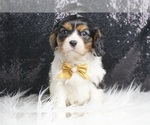 Small #1 Cavalier King Charles Spaniel