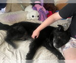 Small #2 Chow Chow Mix