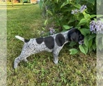 Puppy Blueberry German Shorthaired Pointer