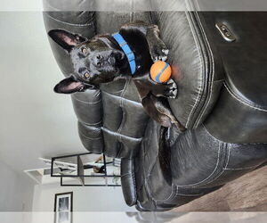 Teddy - Male German Shepherd Dog-Unknown Mix Dog for Adoption - Photo #3