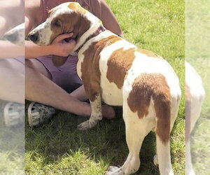 HANNAH - ADOPTION PENDING! - Female Basset Hound Dog for Adoption - Photo #5