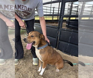 Samantha - Female Australian Shepherd Dog for Adoption - Photo #2
