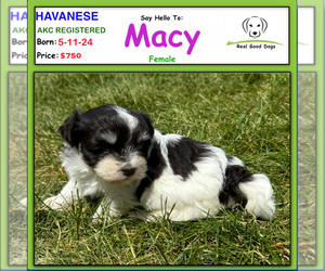 Havanese Puppy for Sale in ALBION, Indiana USA
