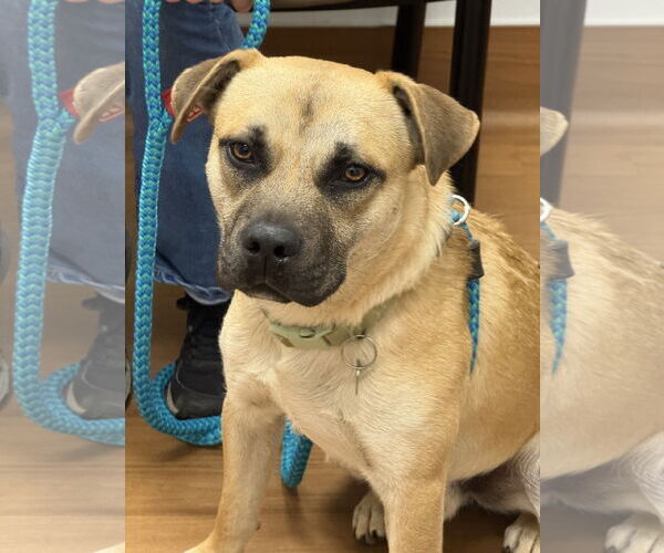 Medium Photo #3 Black Mouth Cur-Unknown Mix Puppy For Sale in Rockaway, NJ, USA