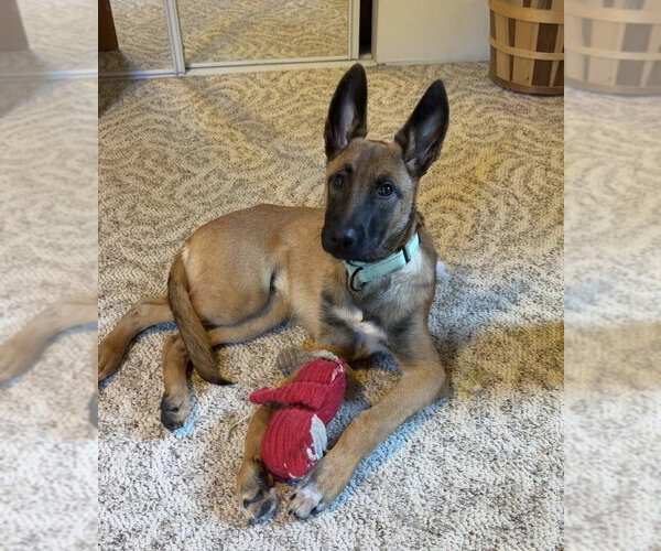 Medium Photo #2 Mutt Puppy For Sale in Imlay City, MI, USA
