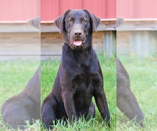 Medium Photo #1 Labrador Retriever Puppy For Sale in SYRACUSE, IN, USA