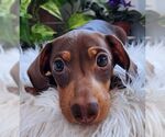 Small #6 Dachshund