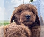Small #6 Goldendoodle (Miniature)
