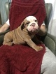 Small Photo #5 Bulldog Puppy For Sale in EAST HAVEN, CT, USA