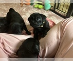Small Photo #5 Frenchie Pug Puppy For Sale in BLOOMINGTON, IL, USA