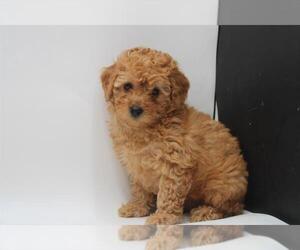 Poodle (Miniature) Puppy for sale in INDIANAPOLIS, IN, USA