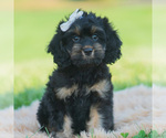 Puppy dasiy Cavapoo (Miniature)