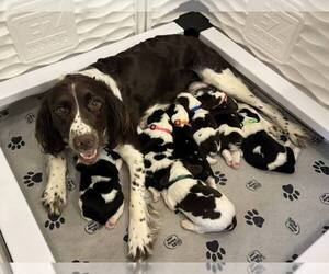 English Springer Spaniel Puppy for sale in BEAVER SPRINGS, PA, USA